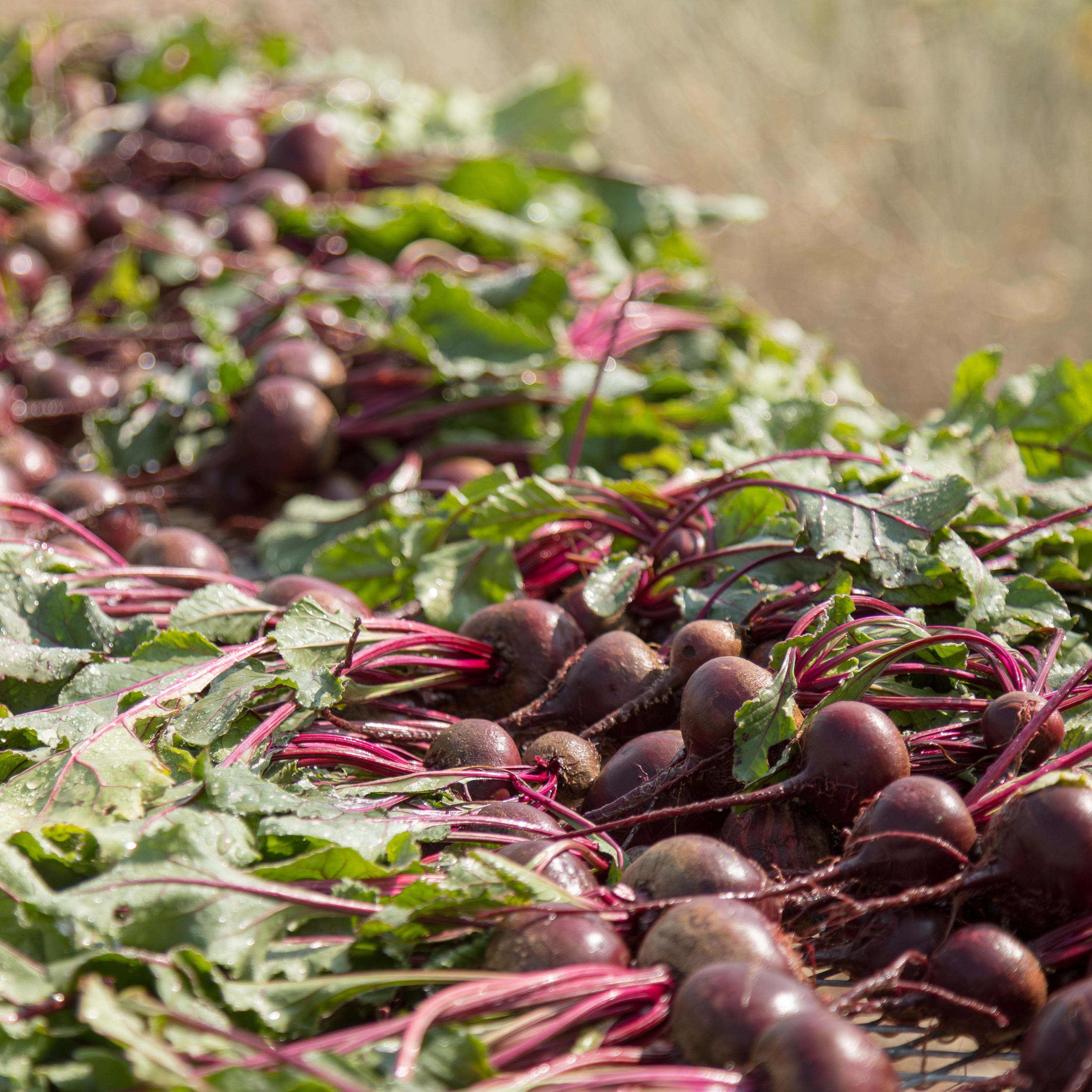 Photo 8 from The Hunger Coalition