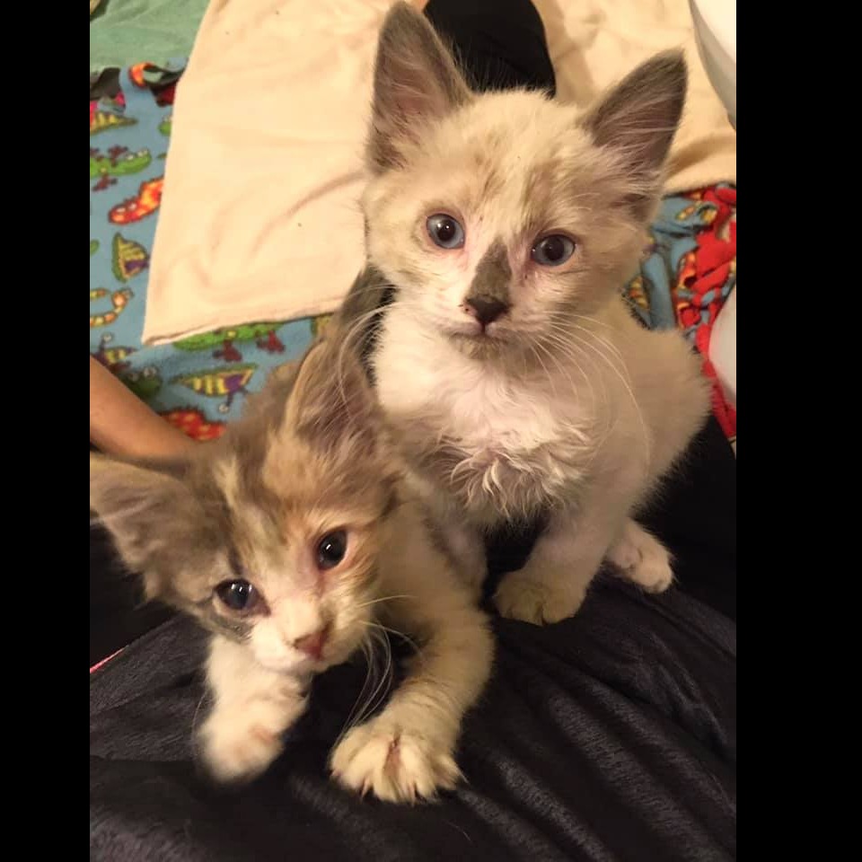 Photo 2 from ANIMAL RESCUE OF THE ROCKIES