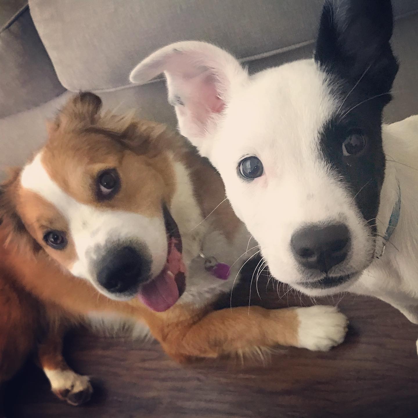 Photo 3 from ANIMAL RESCUE OF THE ROCKIES