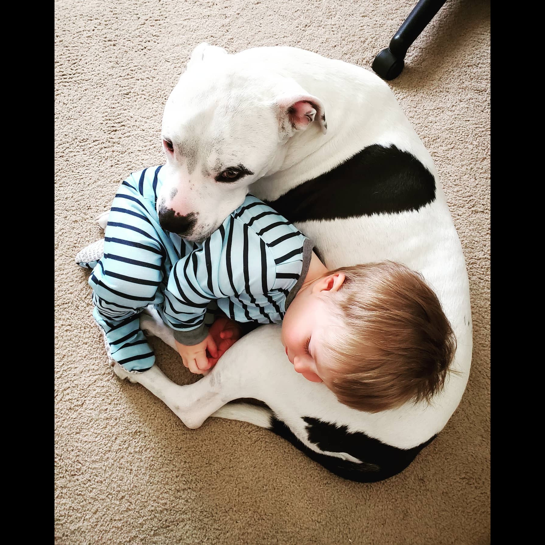 Photo 4 from ANIMAL RESCUE OF THE ROCKIES