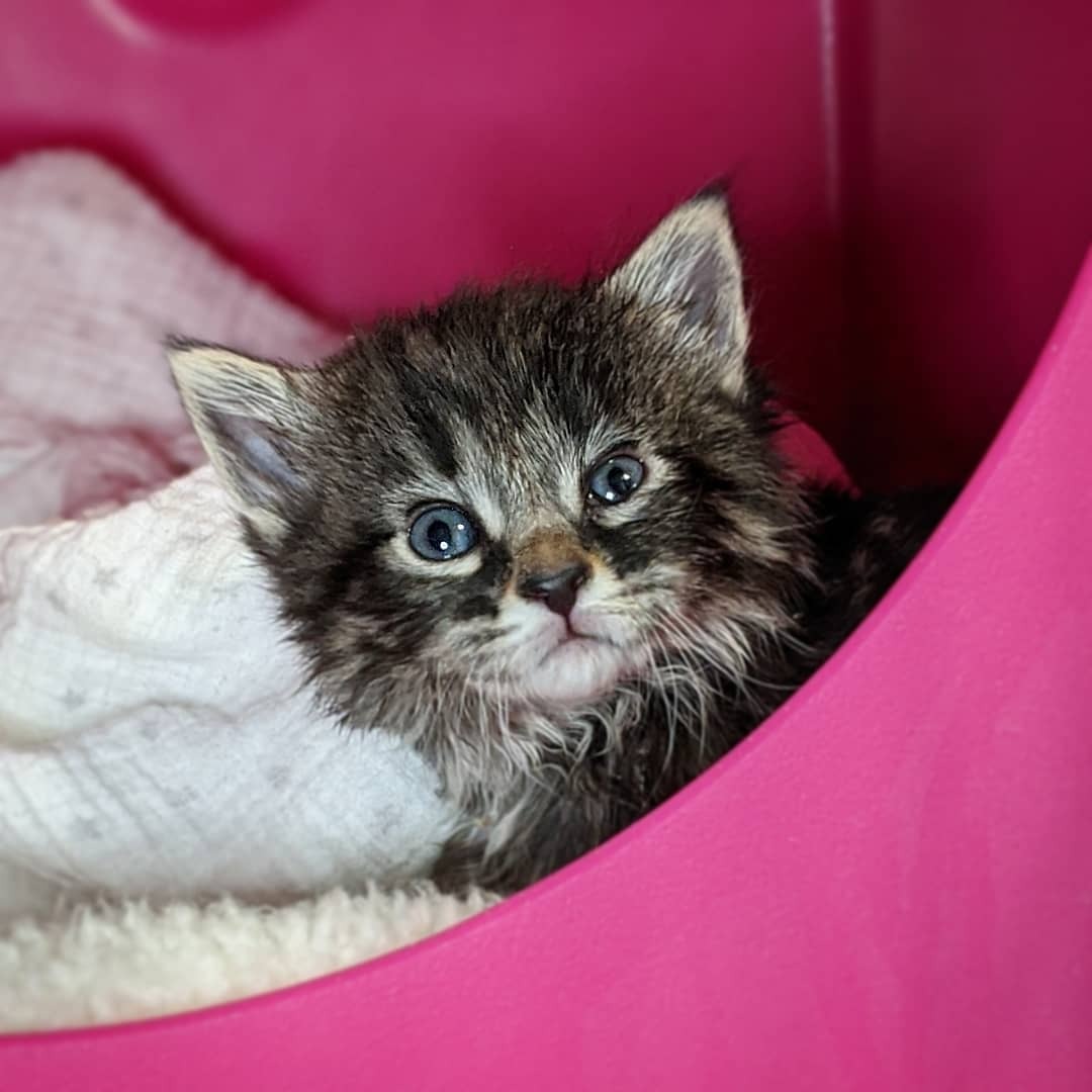 Photo 5 from ANIMAL RESCUE OF THE ROCKIES