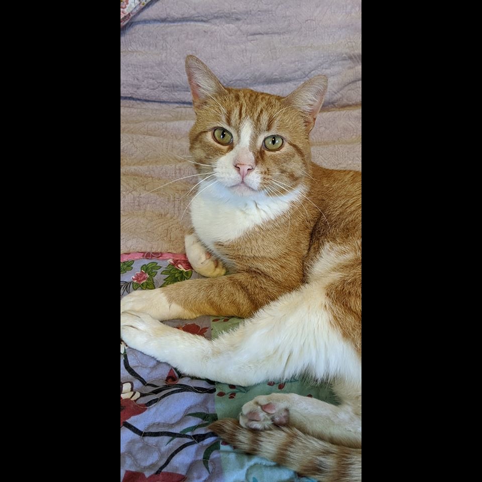 Photo 7 from ANIMAL RESCUE OF THE ROCKIES