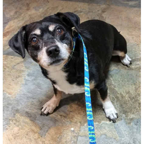 Photo 8 from ANIMAL RESCUE OF THE ROCKIES