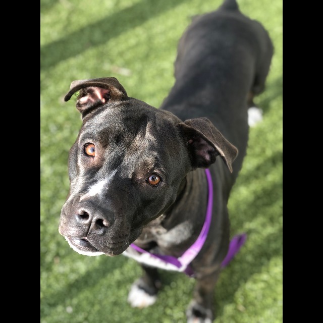 Photo 9 from ANIMAL RESCUE OF THE ROCKIES