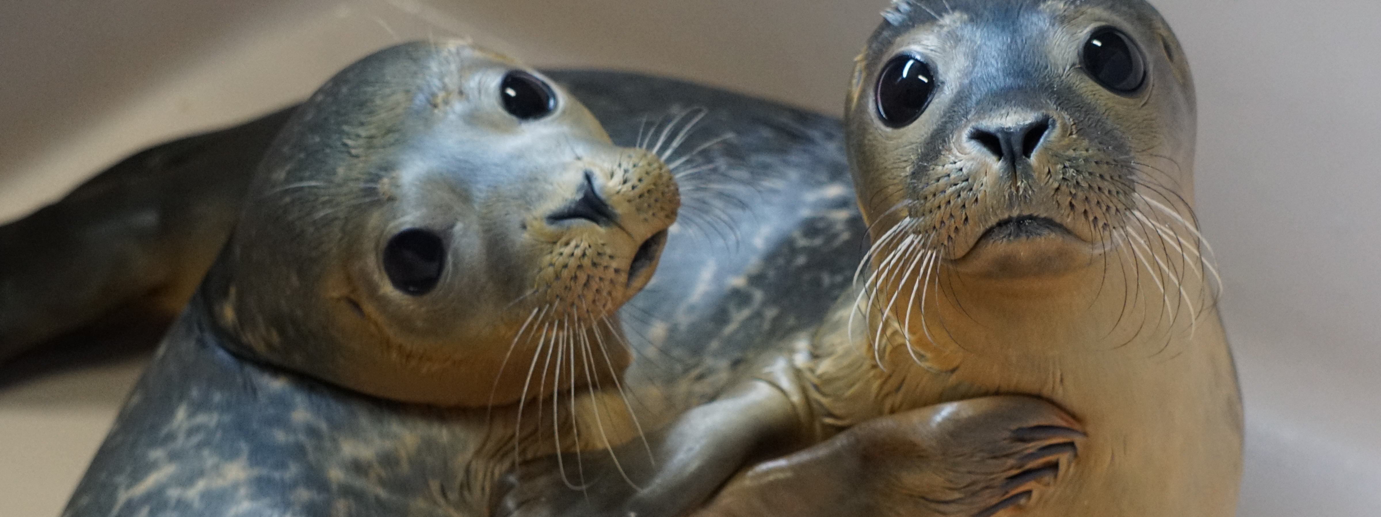 National Marine Life Center, Inc.