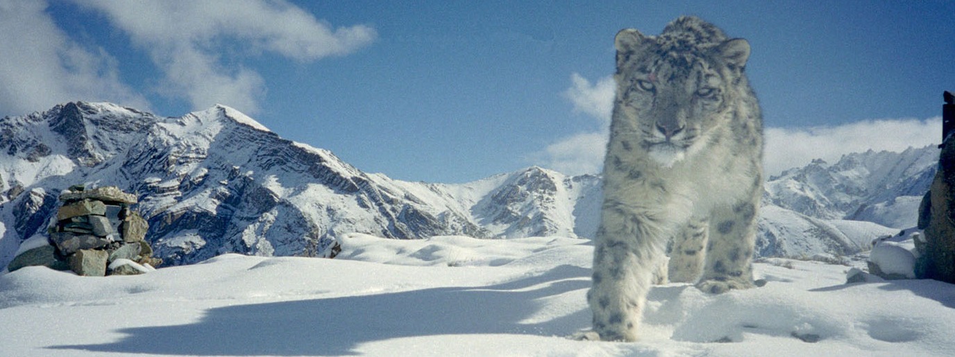 SNOW LEOPARD CONSERVANCY