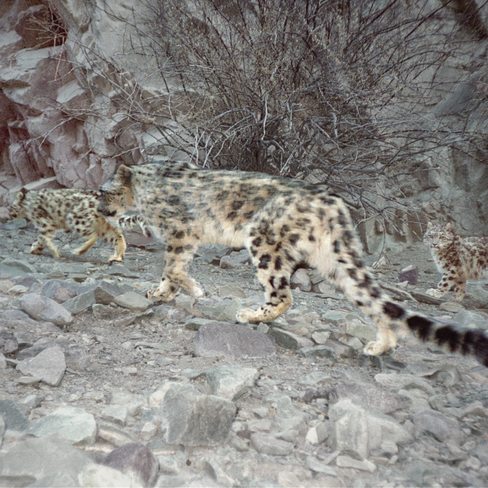 Photo 3 from SNOW LEOPARD CONSERVANCY