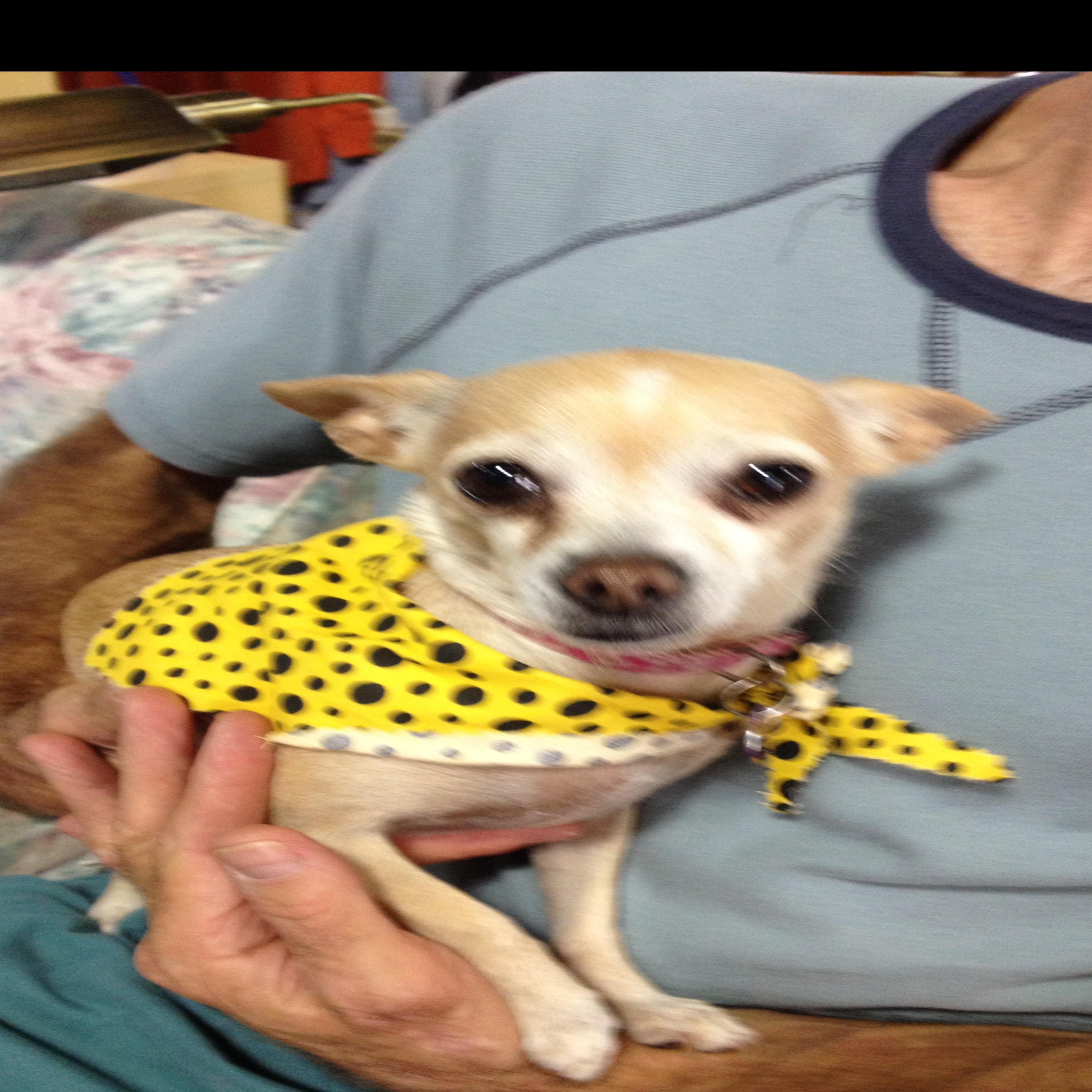 Photo 1 from Pet Project for Pets, Inc.