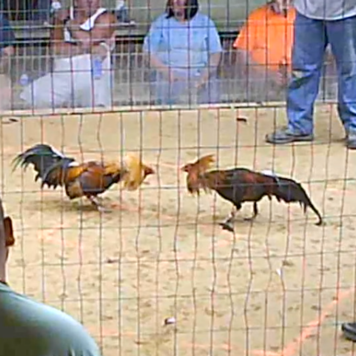 Photo 1 from SHowing Animals Respect and Kindness - SHARK