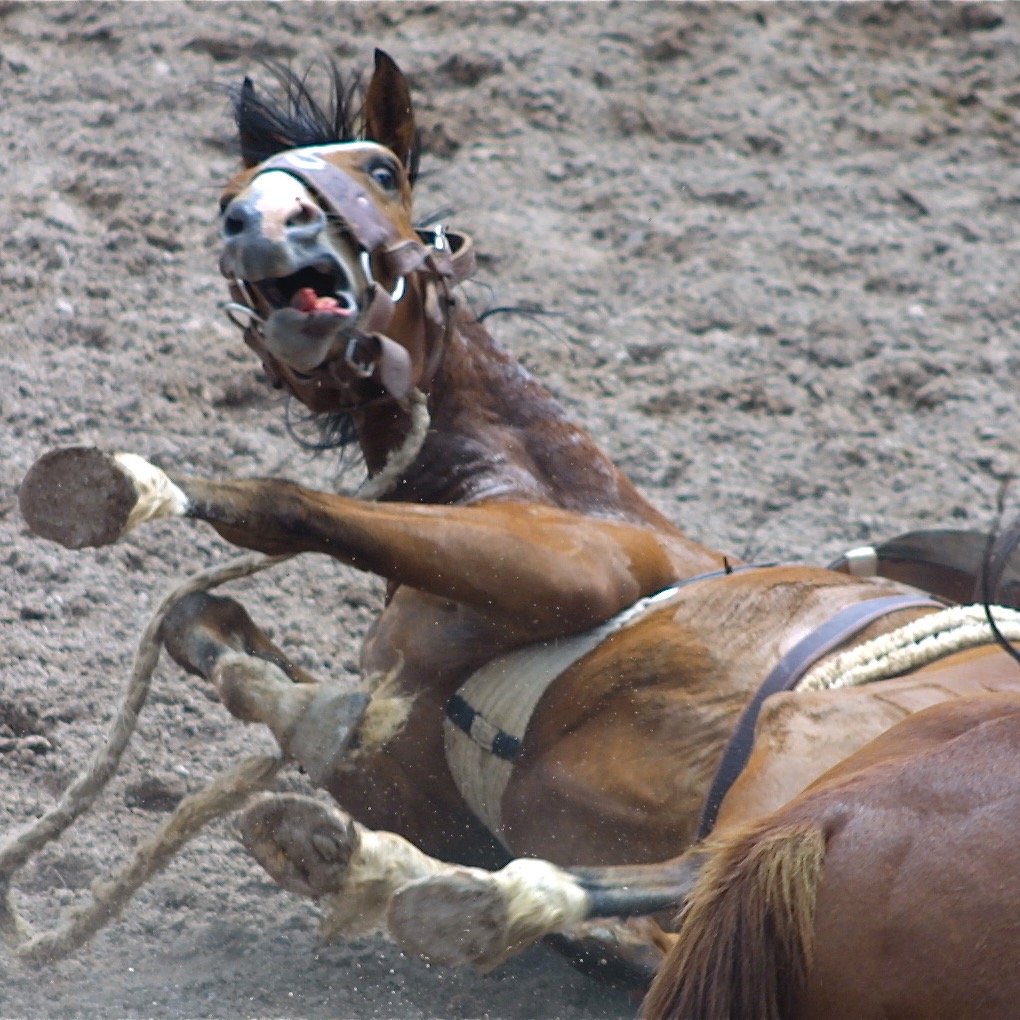 Photo 2 from SHowing Animals Respect and Kindness - SHARK