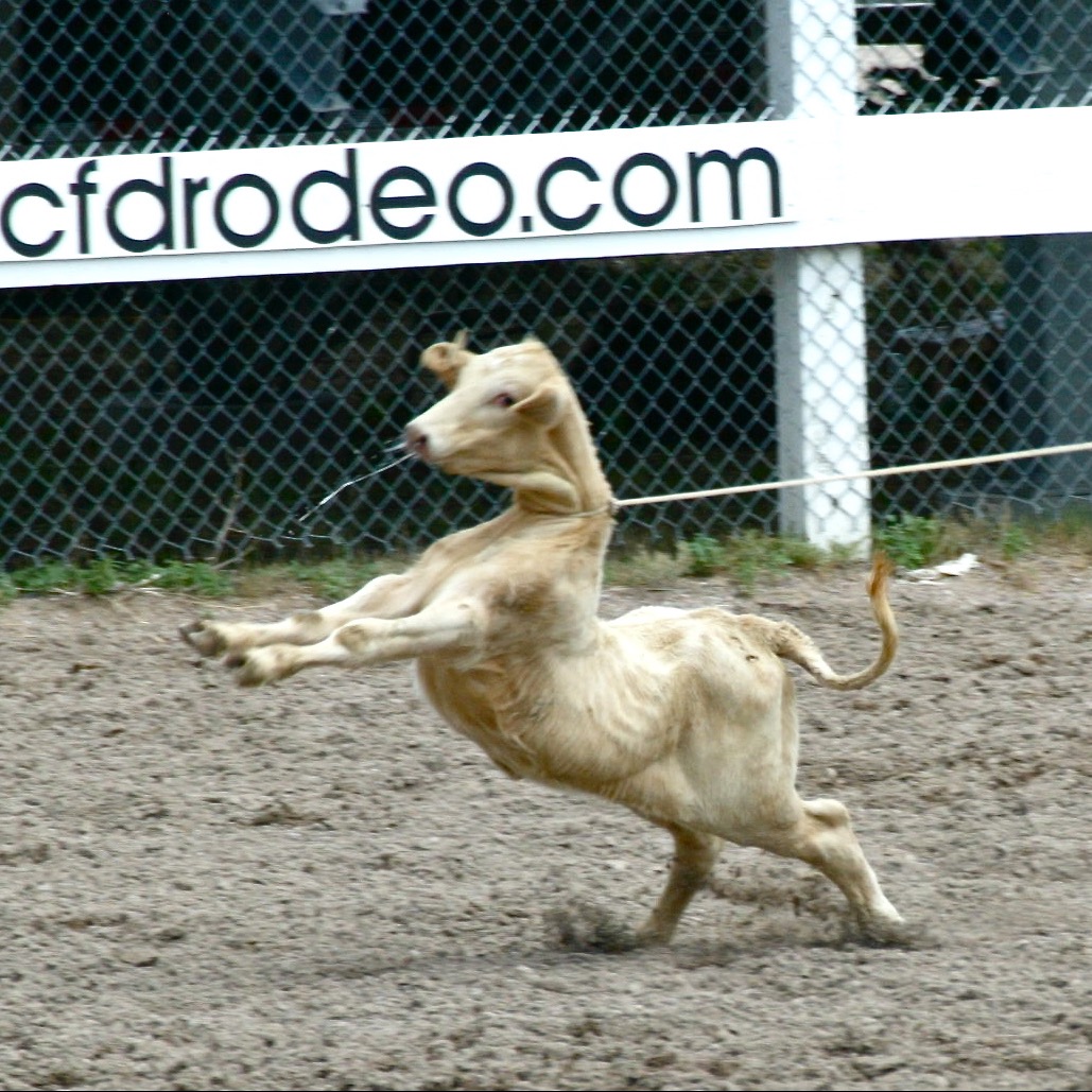 Photo 3 from SHowing Animals Respect and Kindness - SHARK