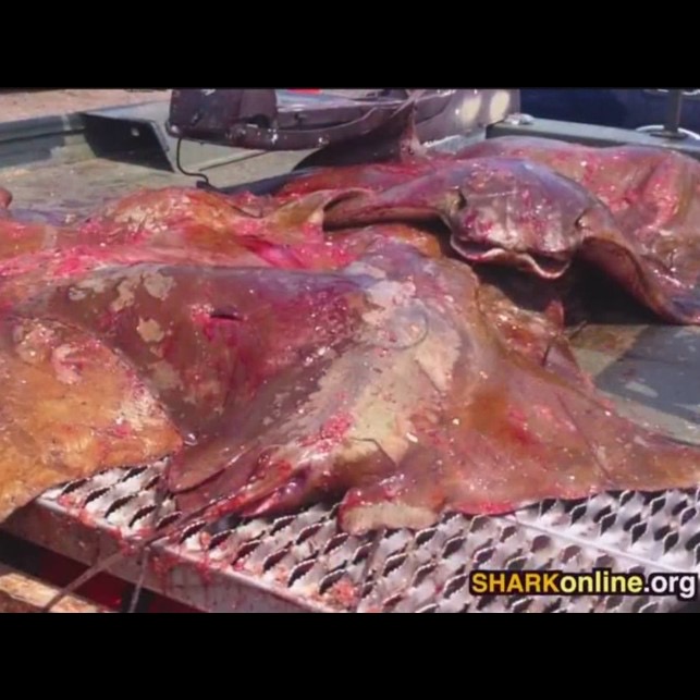 Photo 4 from SHowing Animals Respect and Kindness - SHARK