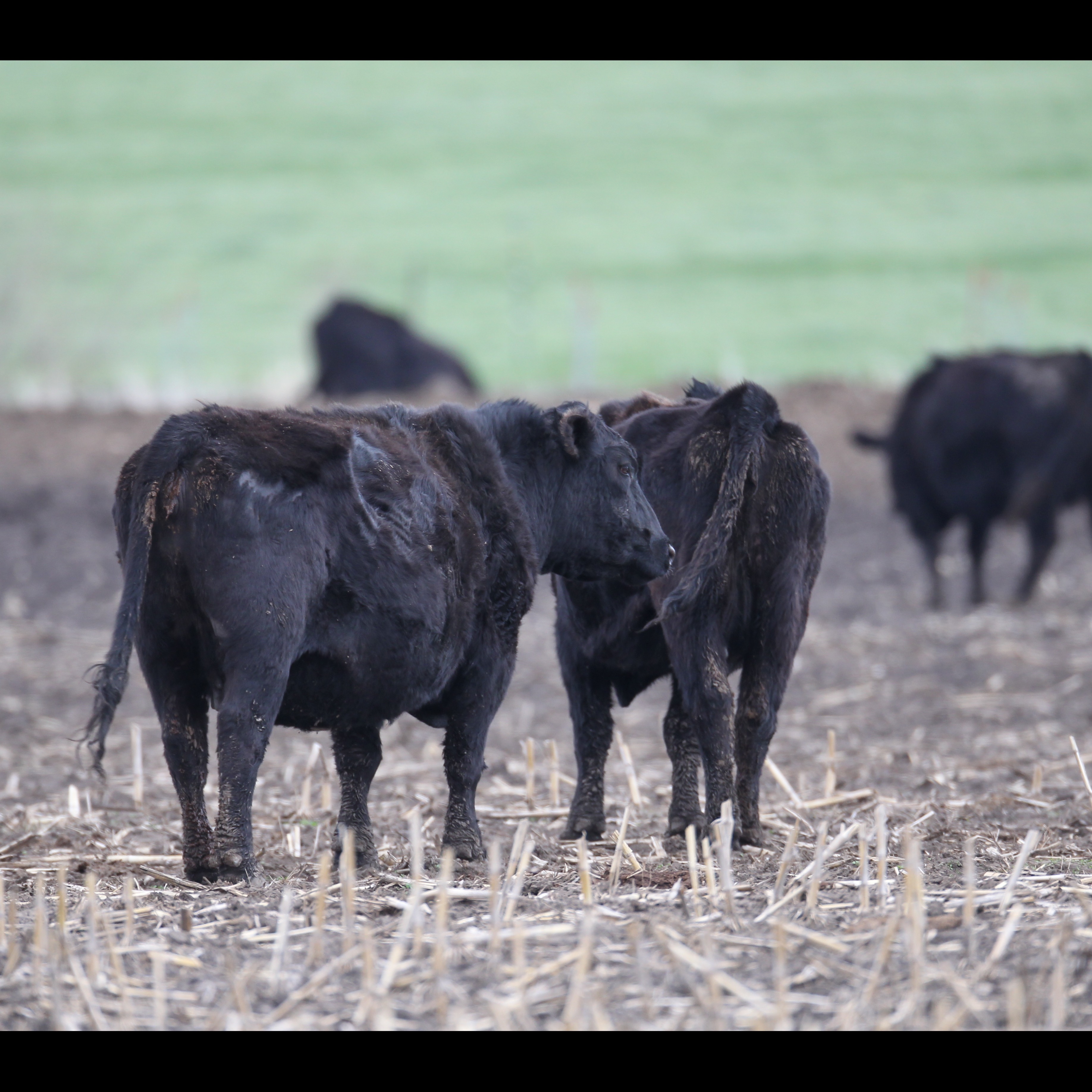 Photo 5 from SHowing Animals Respect and Kindness - SHARK