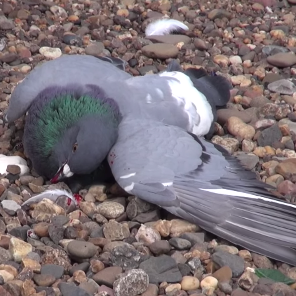 Photo 6 from SHowing Animals Respect and Kindness - SHARK