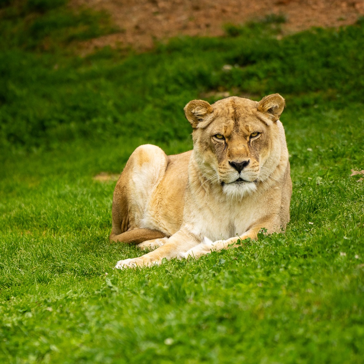 Photo 1 from TURPENTINE CREEK FOUNDATION INC