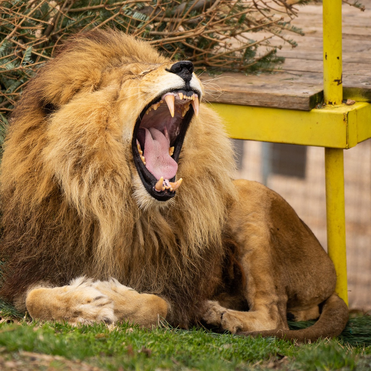 Photo 2 from TURPENTINE CREEK FOUNDATION INC