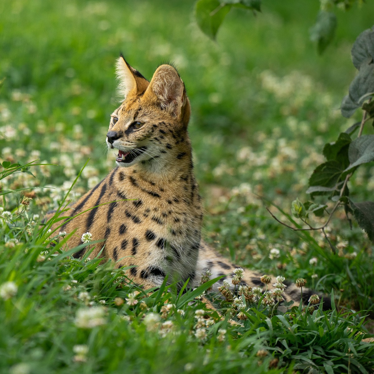 Photo 3 from TURPENTINE CREEK FOUNDATION INC