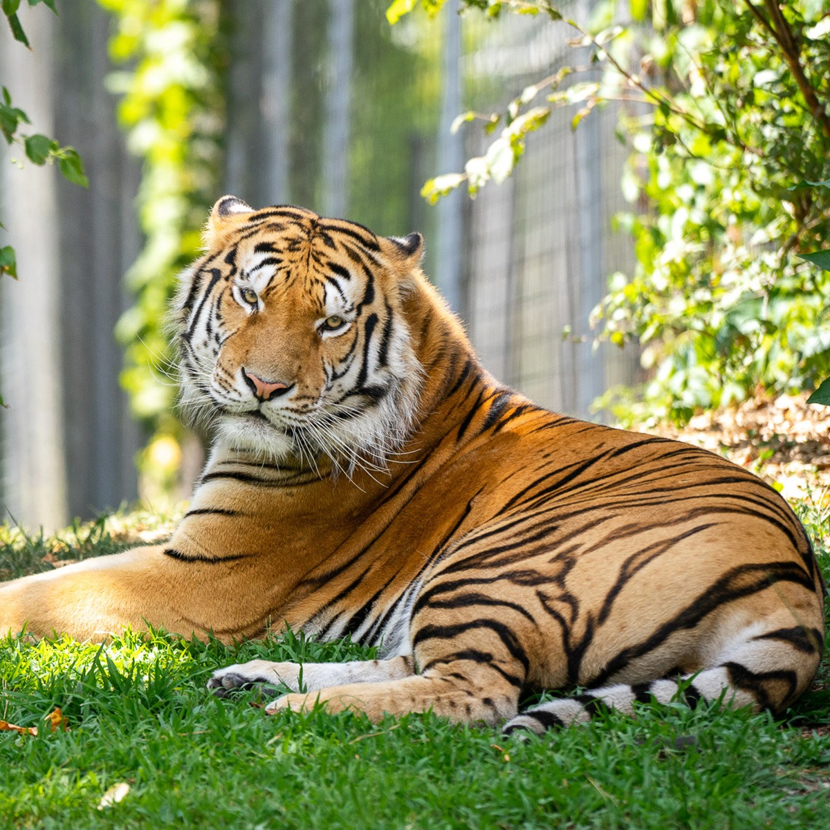 Photo 4 from TURPENTINE CREEK FOUNDATION INC