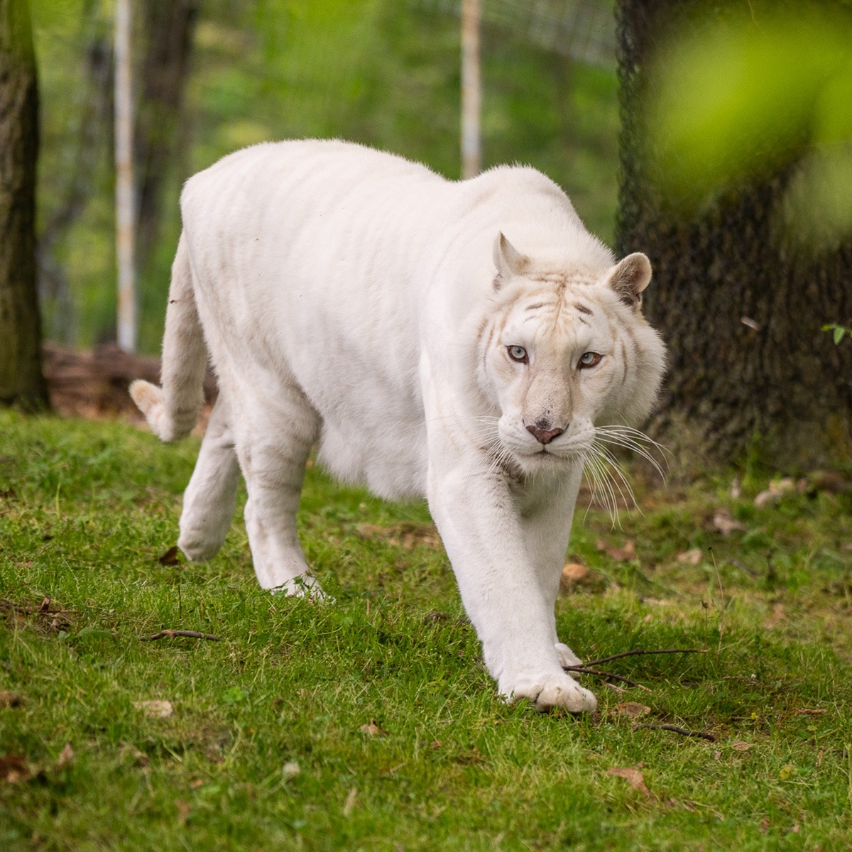 Photo 5 from TURPENTINE CREEK FOUNDATION INC