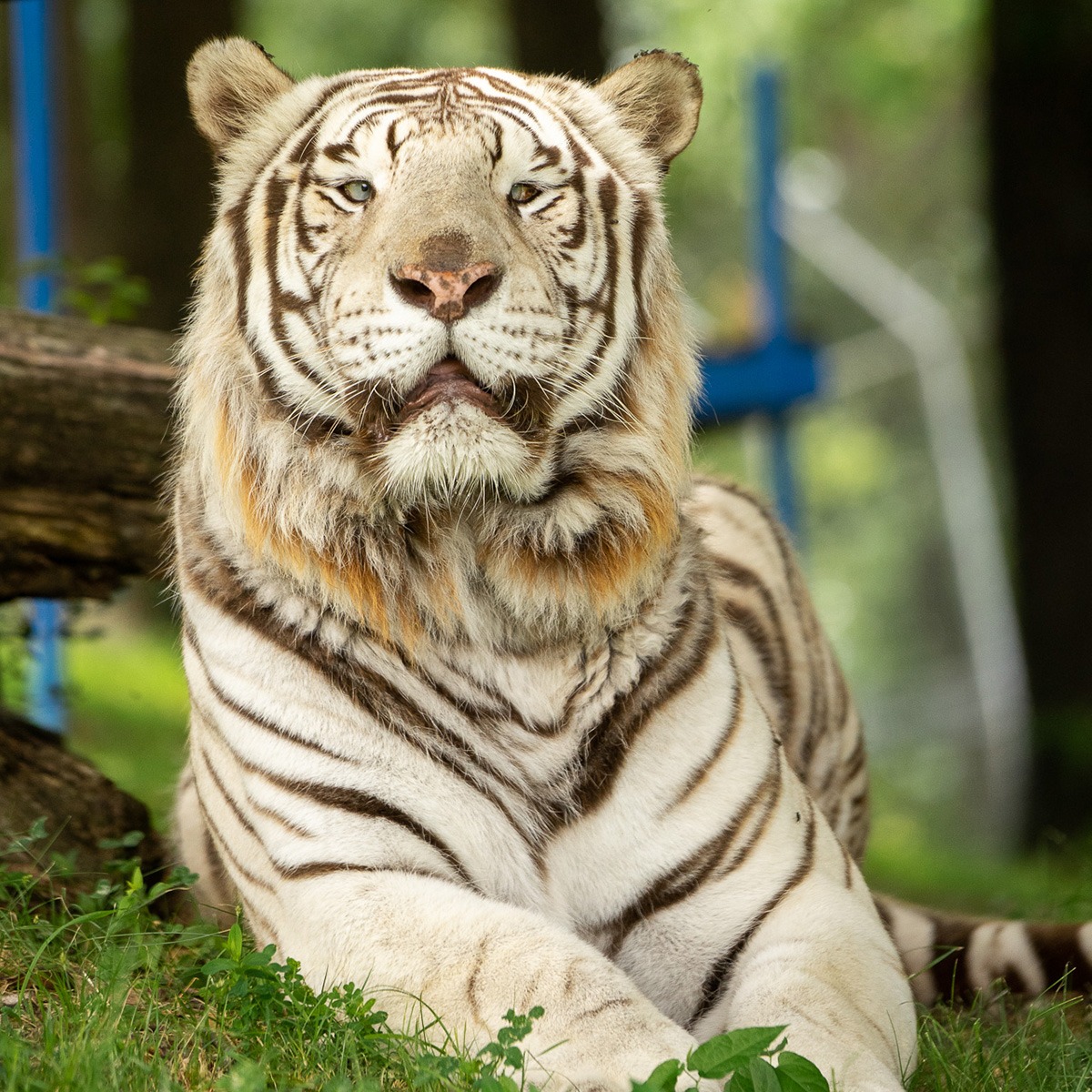 Photo 6 from TURPENTINE CREEK FOUNDATION INC