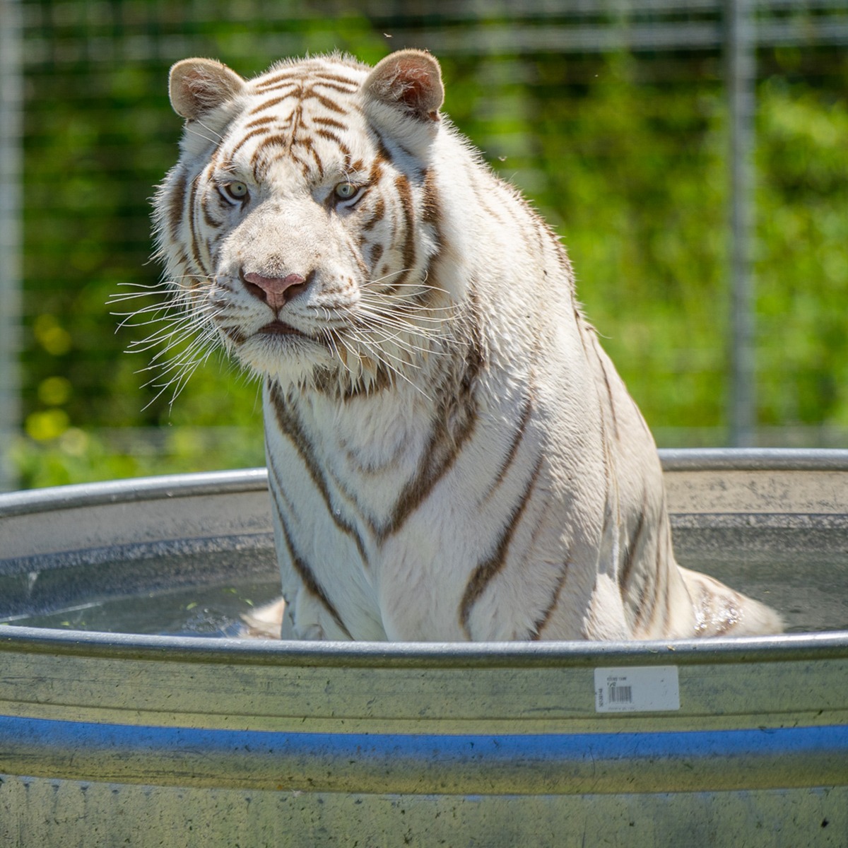 Photo 7 from TURPENTINE CREEK FOUNDATION INC