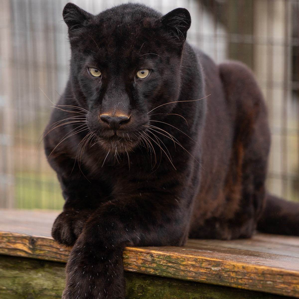 Photo 8 from TURPENTINE CREEK FOUNDATION INC