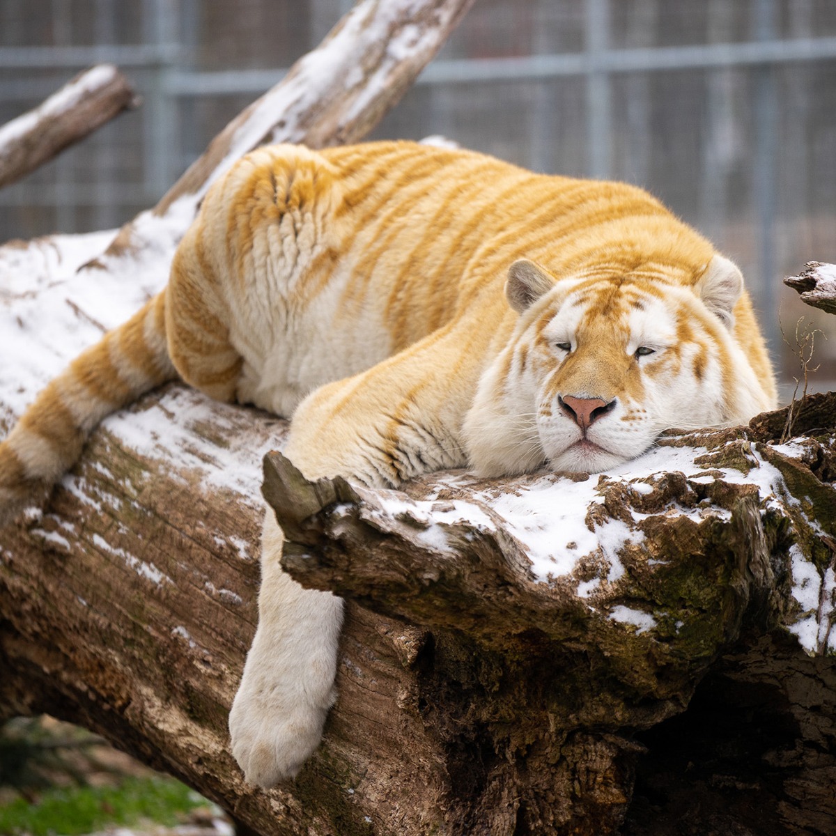 Photo 9 from TURPENTINE CREEK FOUNDATION INC