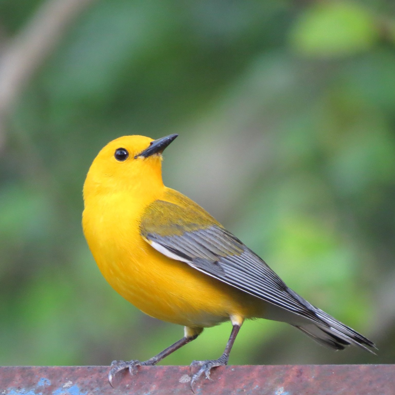 Photo 4 from Georgia Audubon