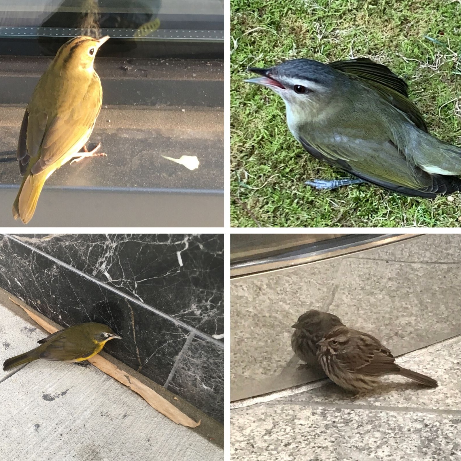 Photo 8 from Georgia Audubon