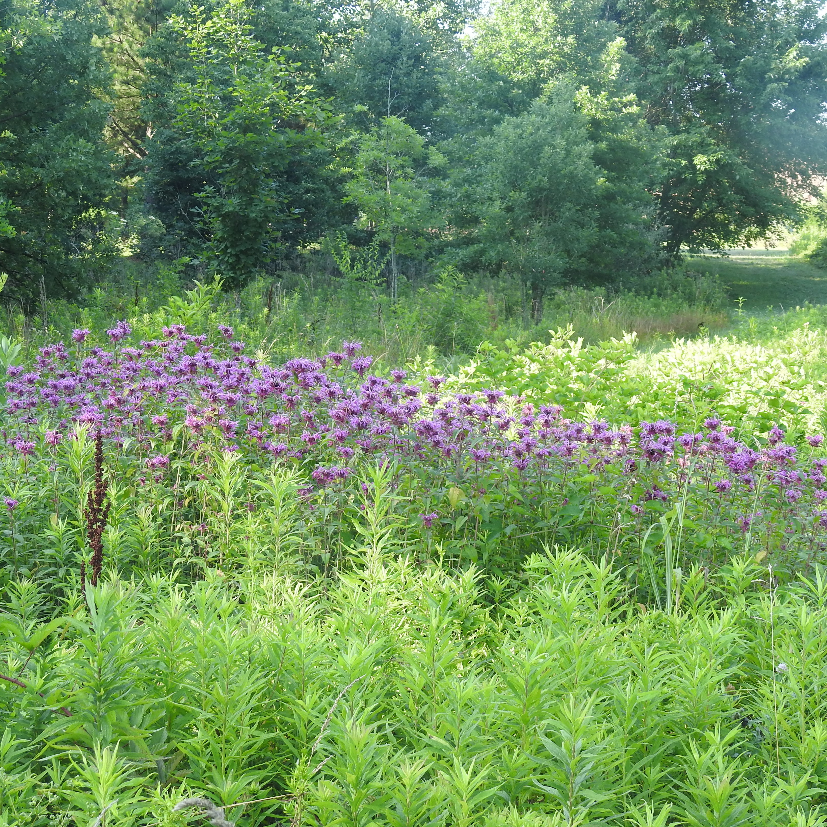 Photo 10 from Georgia Audubon