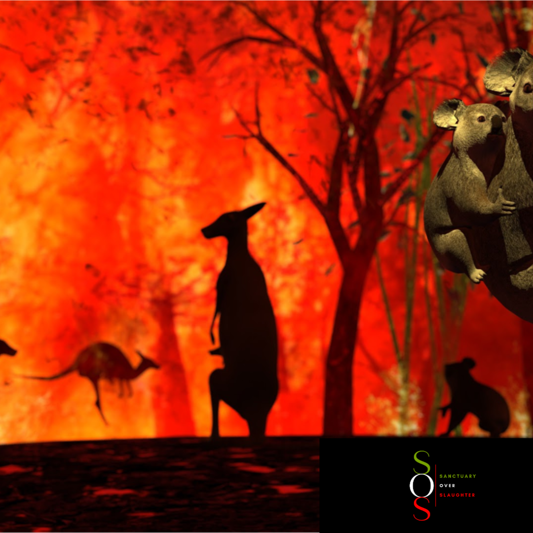 Photo 8 from Green Pets America Charities: Operating as AHIMSA HUMANE SOCIETY