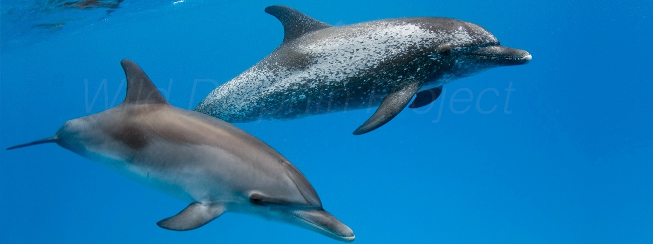 Wild Dolphin Project