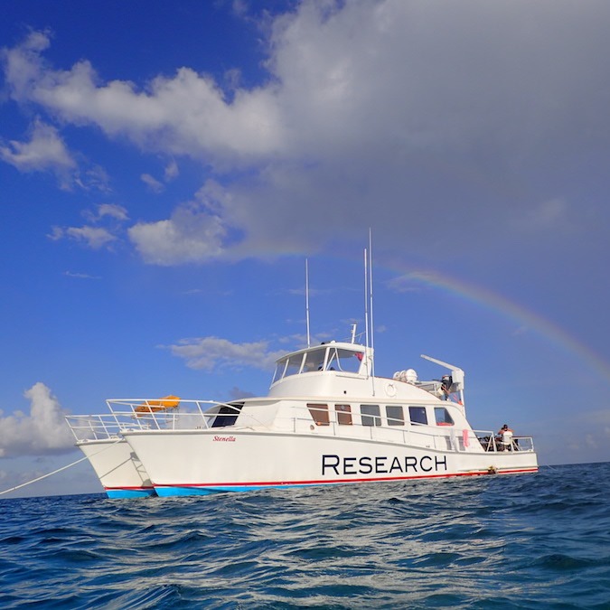 Photo 1 from Wild Dolphin Project