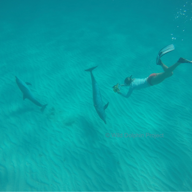 Photo 2 from Wild Dolphin Project