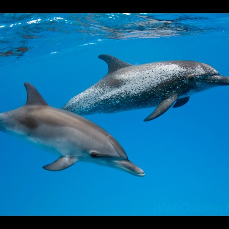 Photo 4 from Wild Dolphin Project
