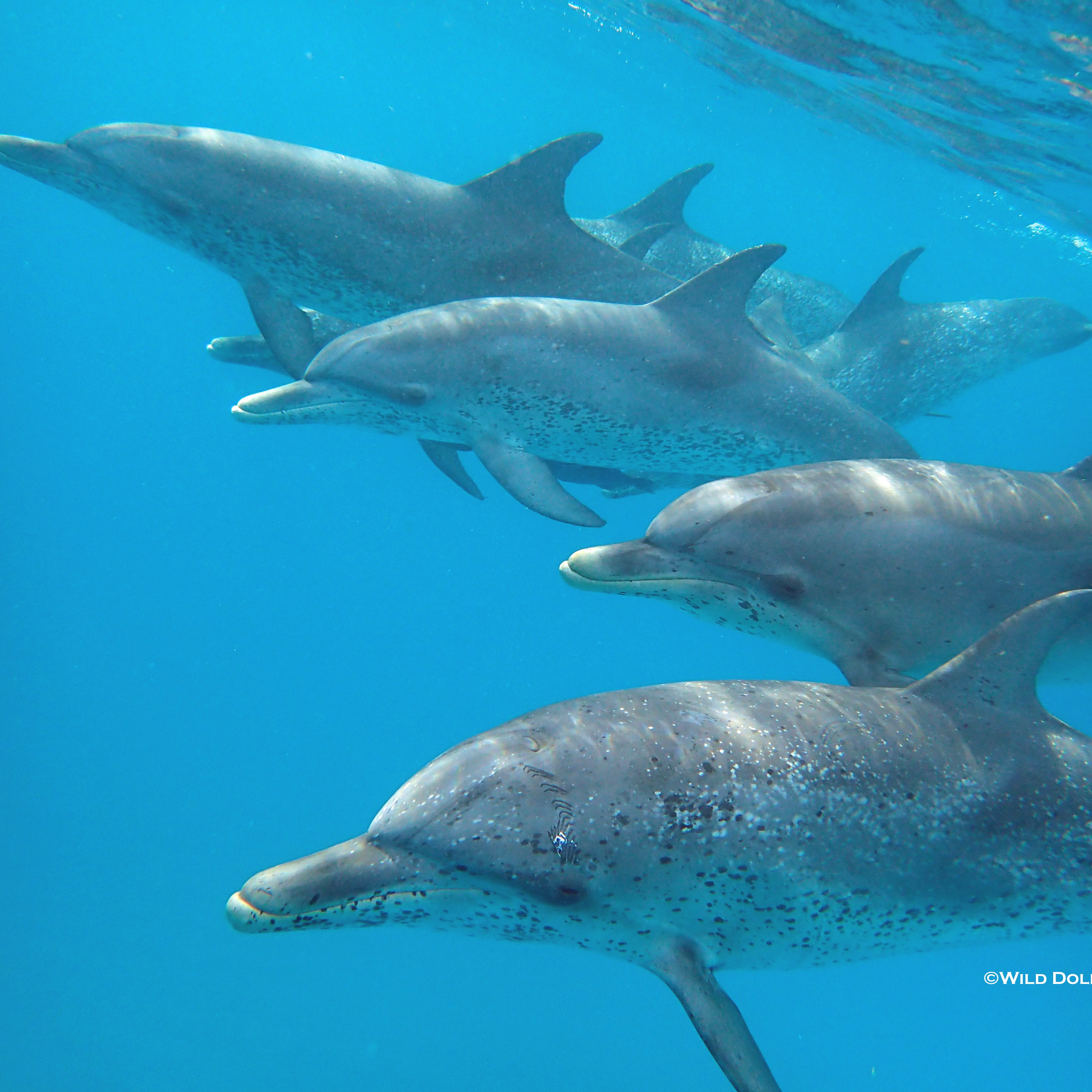 Photo 6 from Wild Dolphin Project