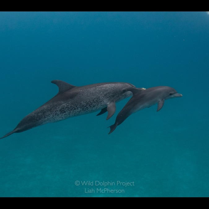 Photo 7 from Wild Dolphin Project