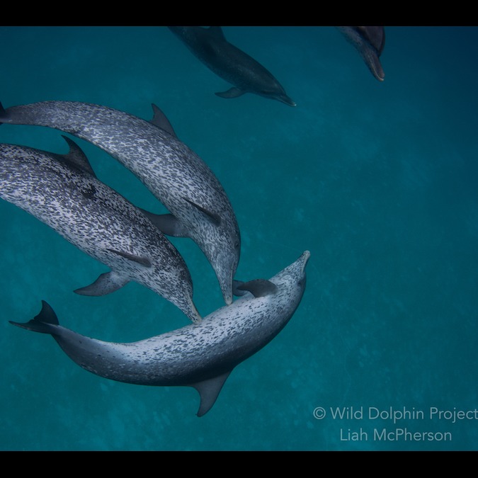 Photo 8 from Wild Dolphin Project