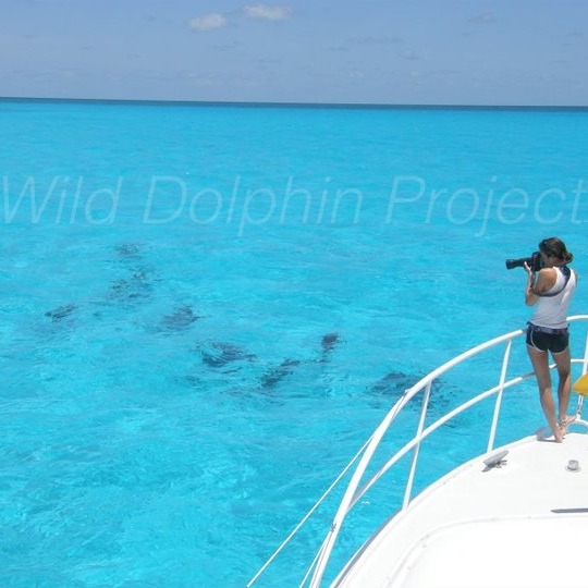 Photo 9 from Wild Dolphin Project