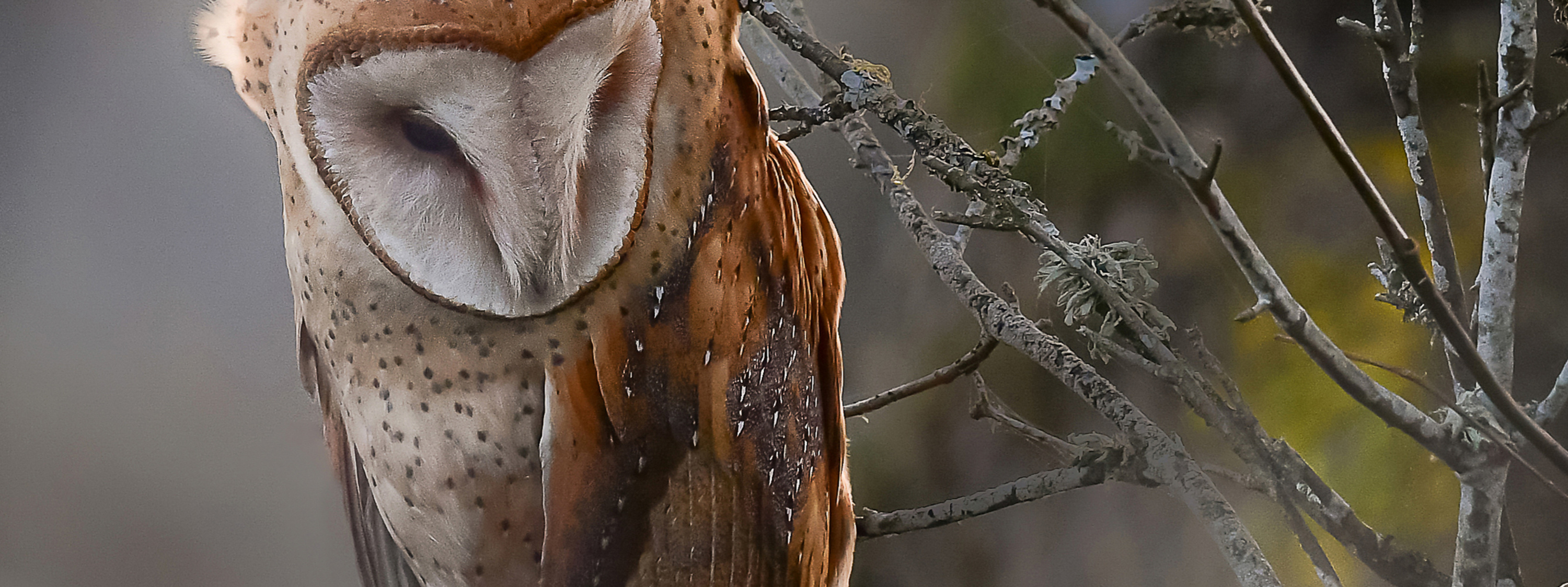 Friends of Ridgefield National Wildlife Refuge