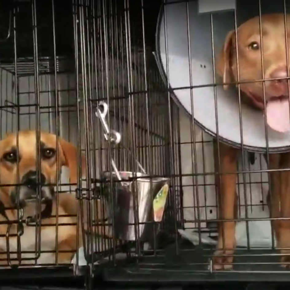 Photo 5 from SPECIAL PALS