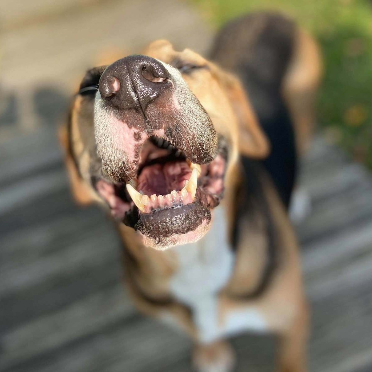 Photo 8 from SPECIAL PALS