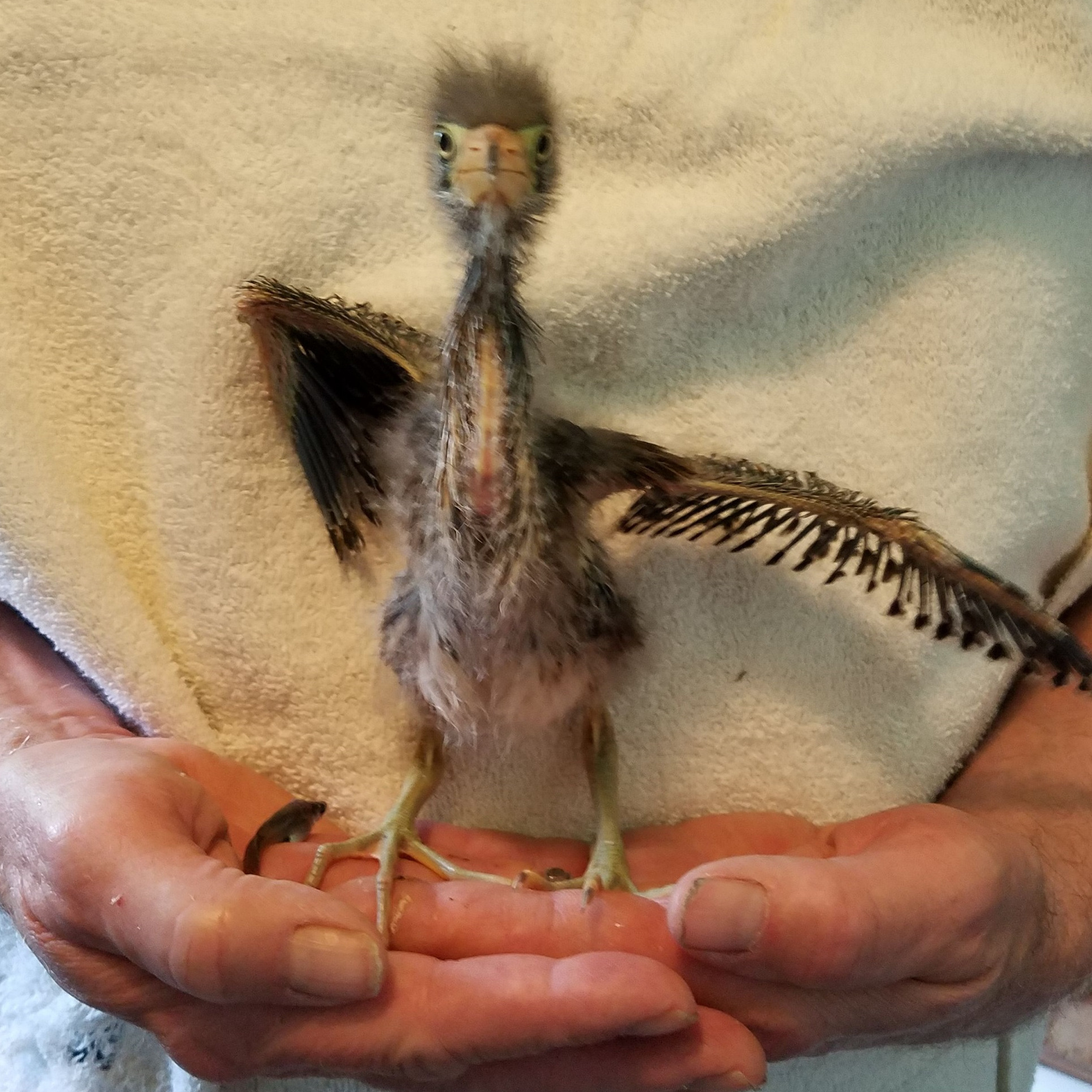 Photo 2 from Three Rivers Avian Center Inc.