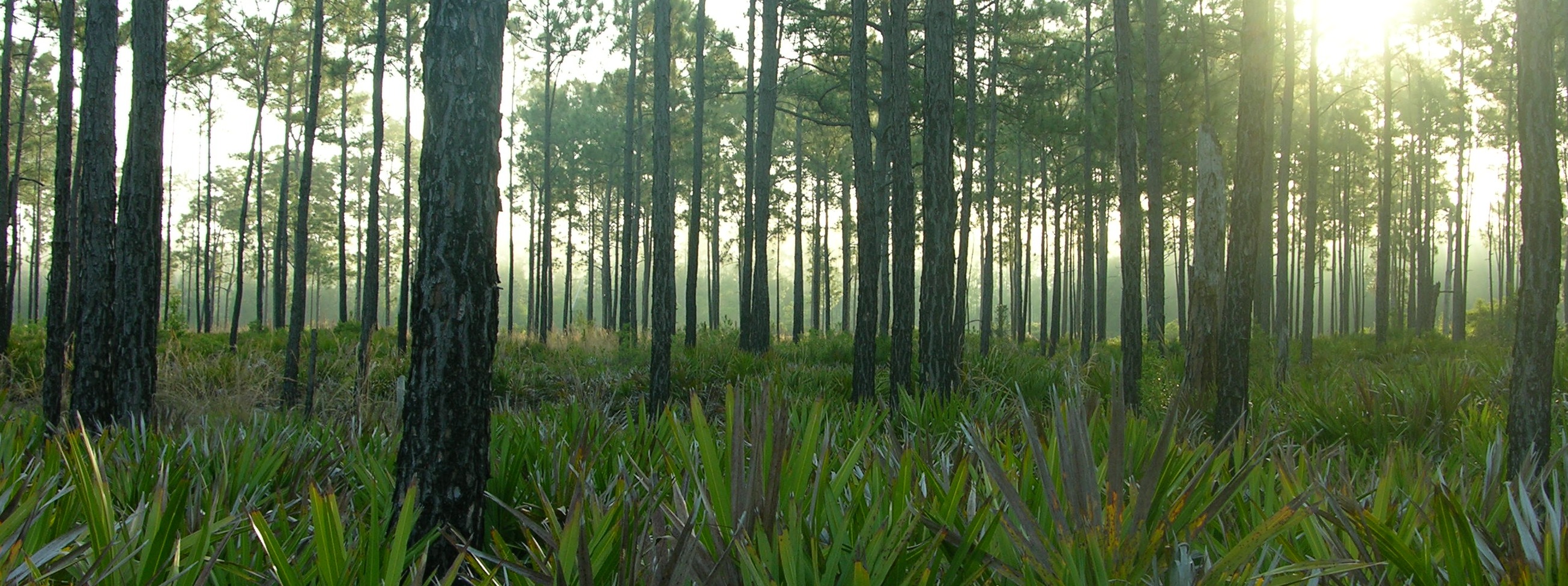 WILDLANDS CONSERVATION INC