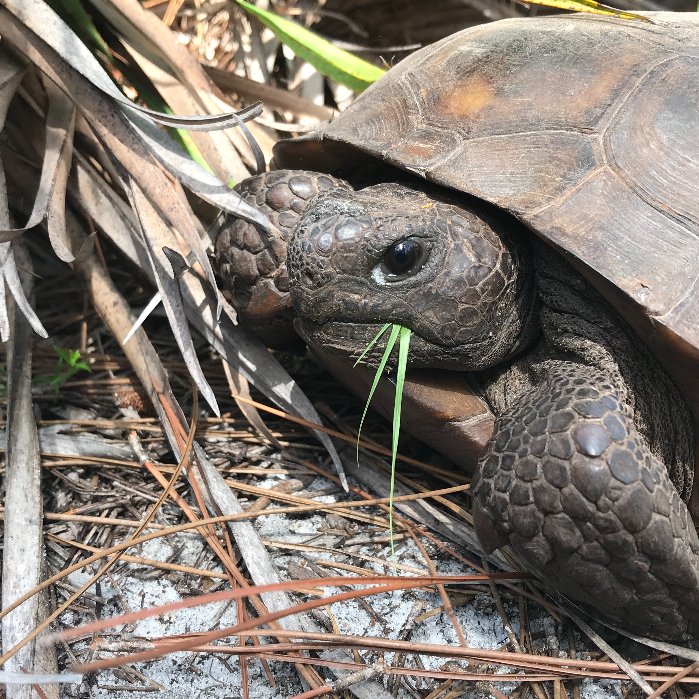 WILDLANDS CONSERVATION INC