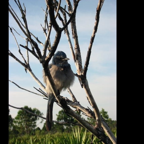 Photo 3 from WILDLANDS CONSERVATION INC