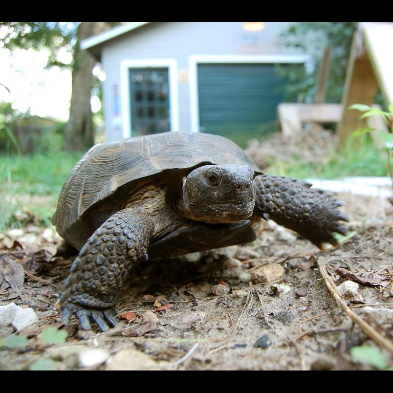 Photo 4 from WILDLANDS CONSERVATION INC