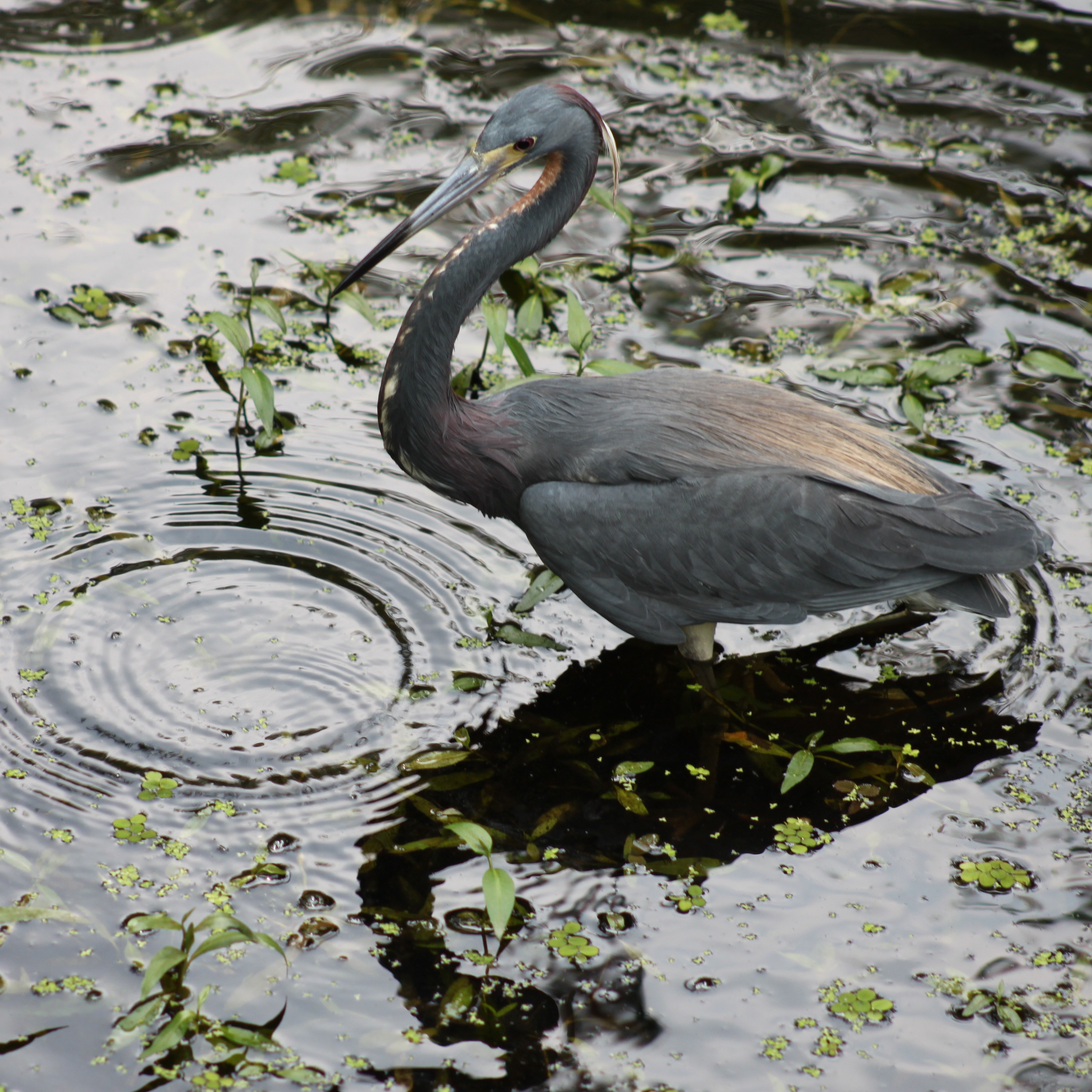 Photo 5 from WILDLANDS CONSERVATION INC