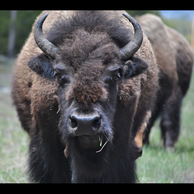 Photo 1 from BUFFALO FIELD CAMPAIGN