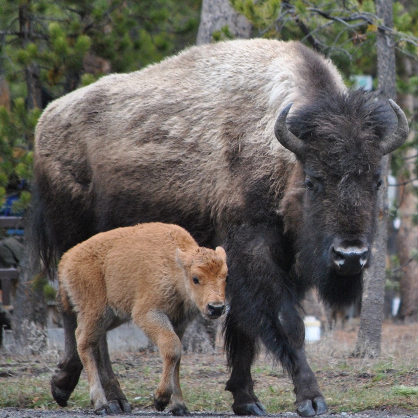Photo 2 from BUFFALO FIELD CAMPAIGN